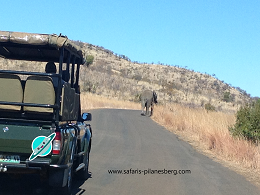 Pilanesberg Safaris