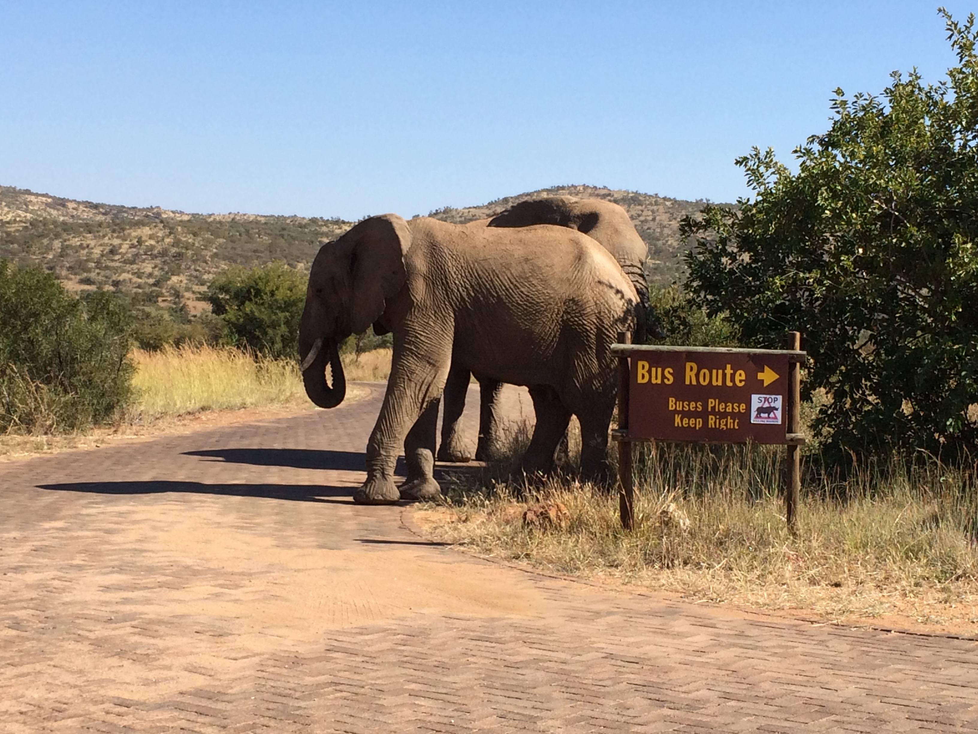Elephant Sanctuary and Ukutula walking with lions