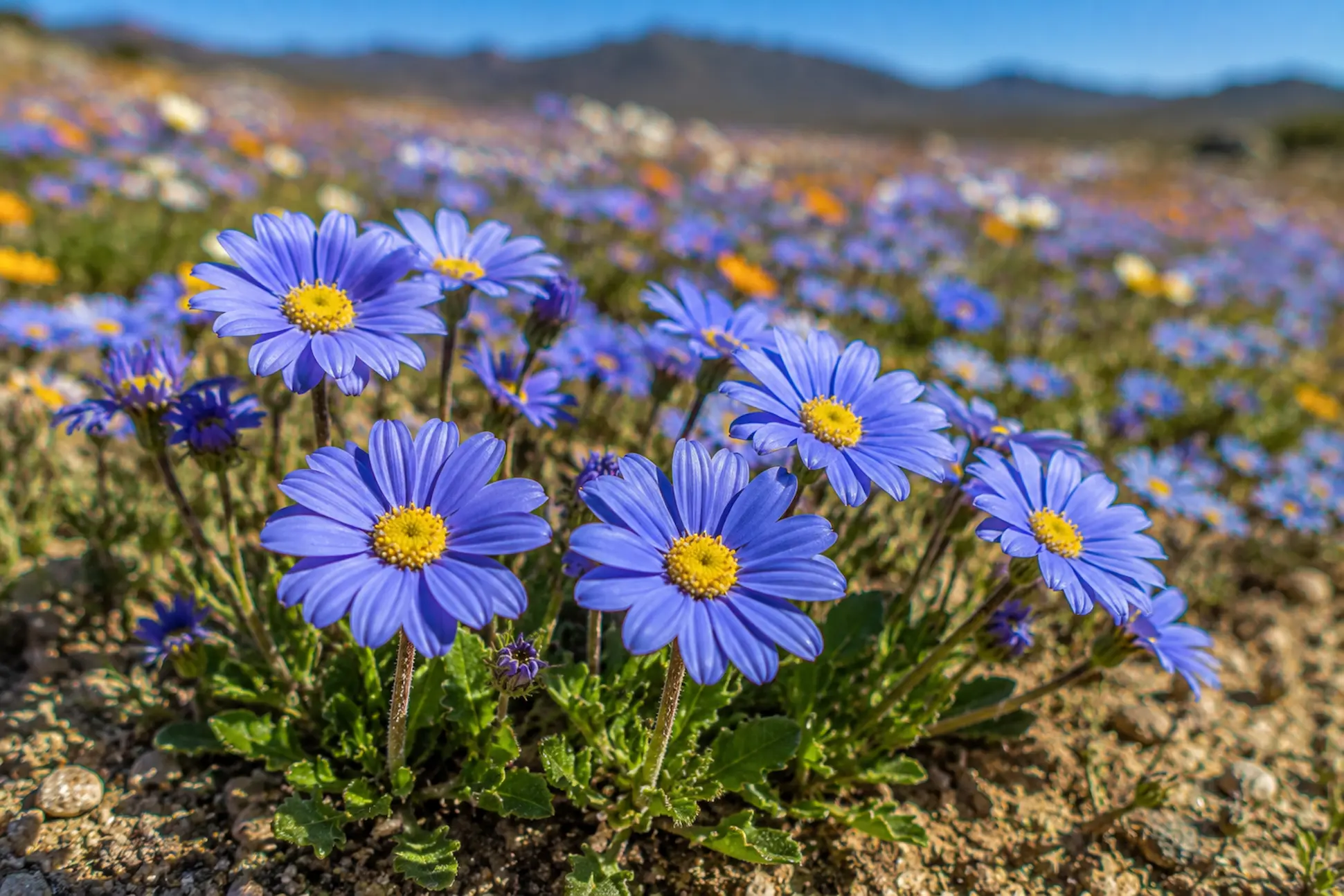 Blue dwarf felicia wildflowers in Namaqualand