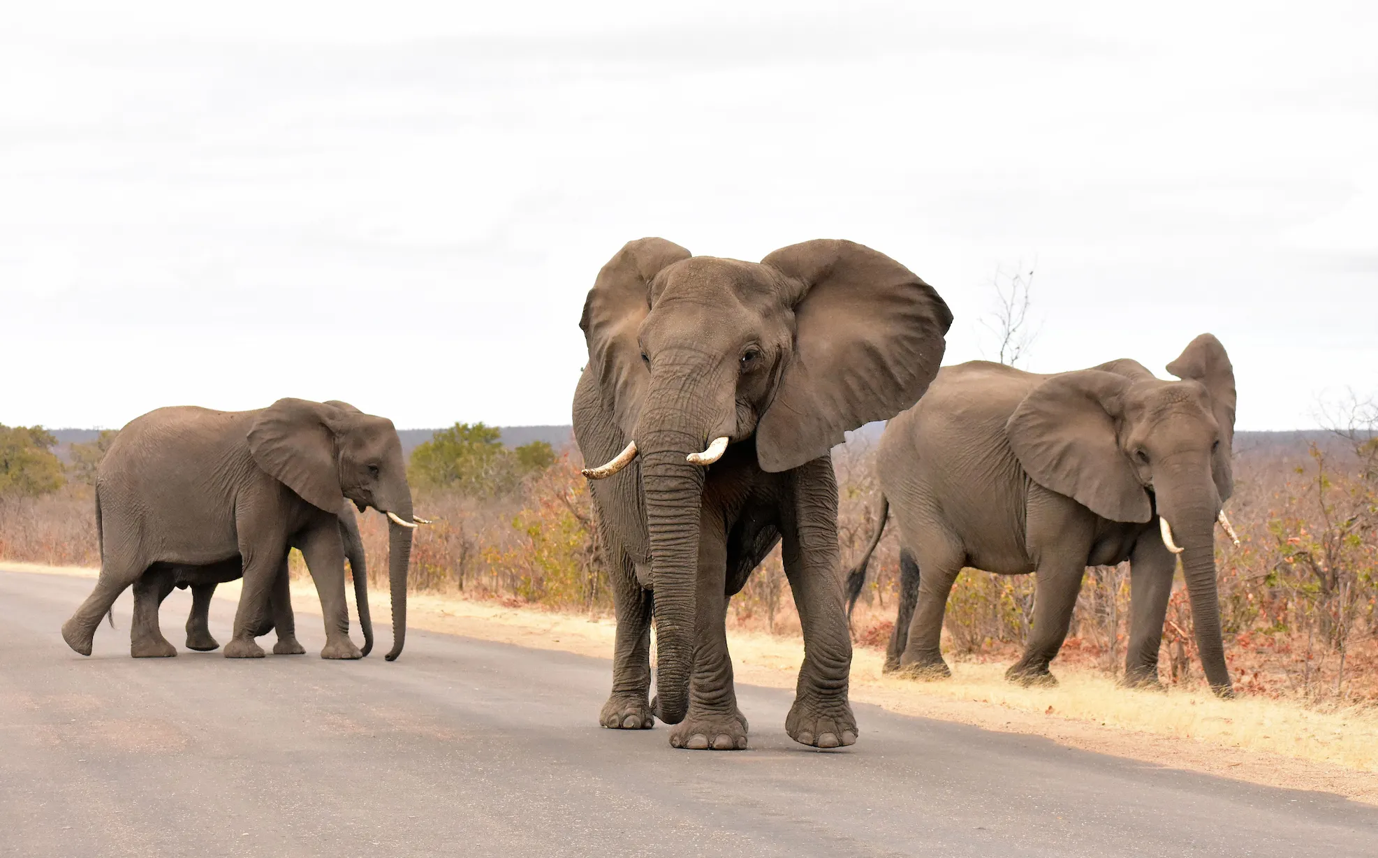 Pilanesberg safaris from Johannesburg