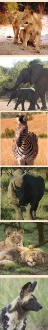 2 day-Pilanesberg safaris